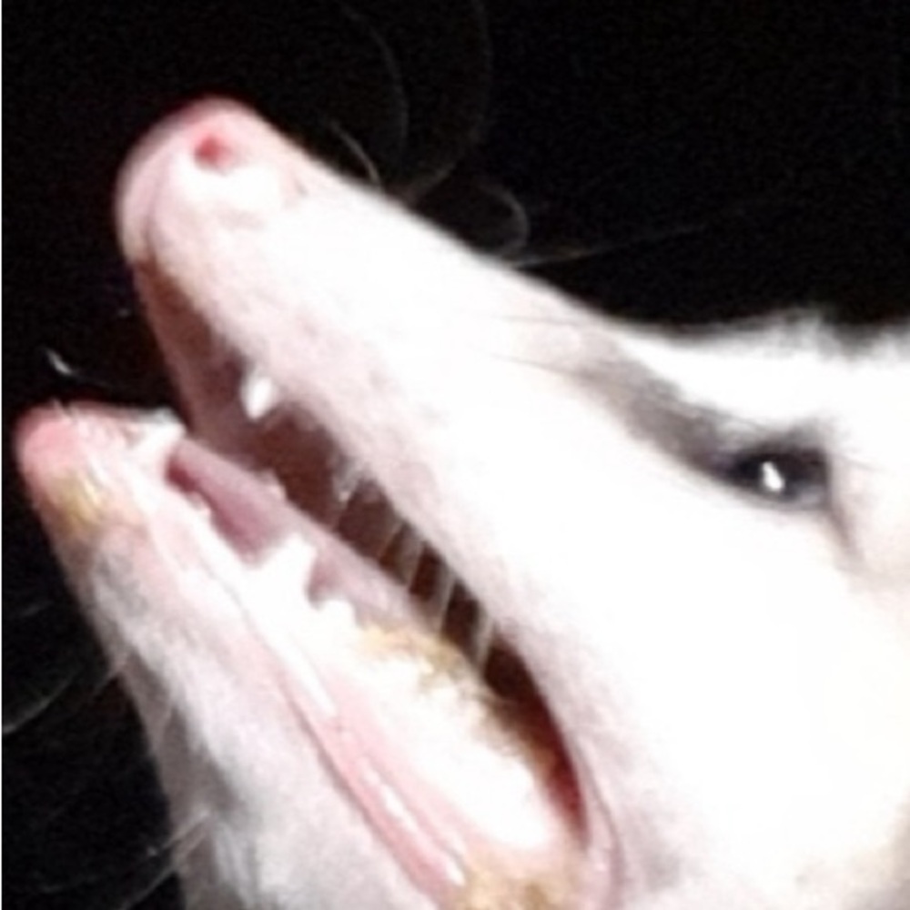 Meet your Posher, Corrine